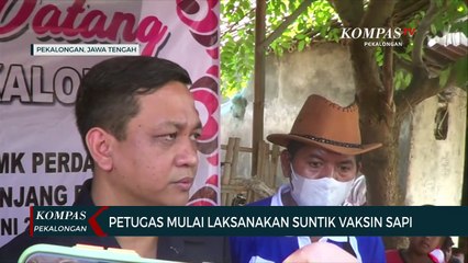 Dinperpa Kota Pekalongan Mulai Laksanakan Suntik Vaksin Sapi