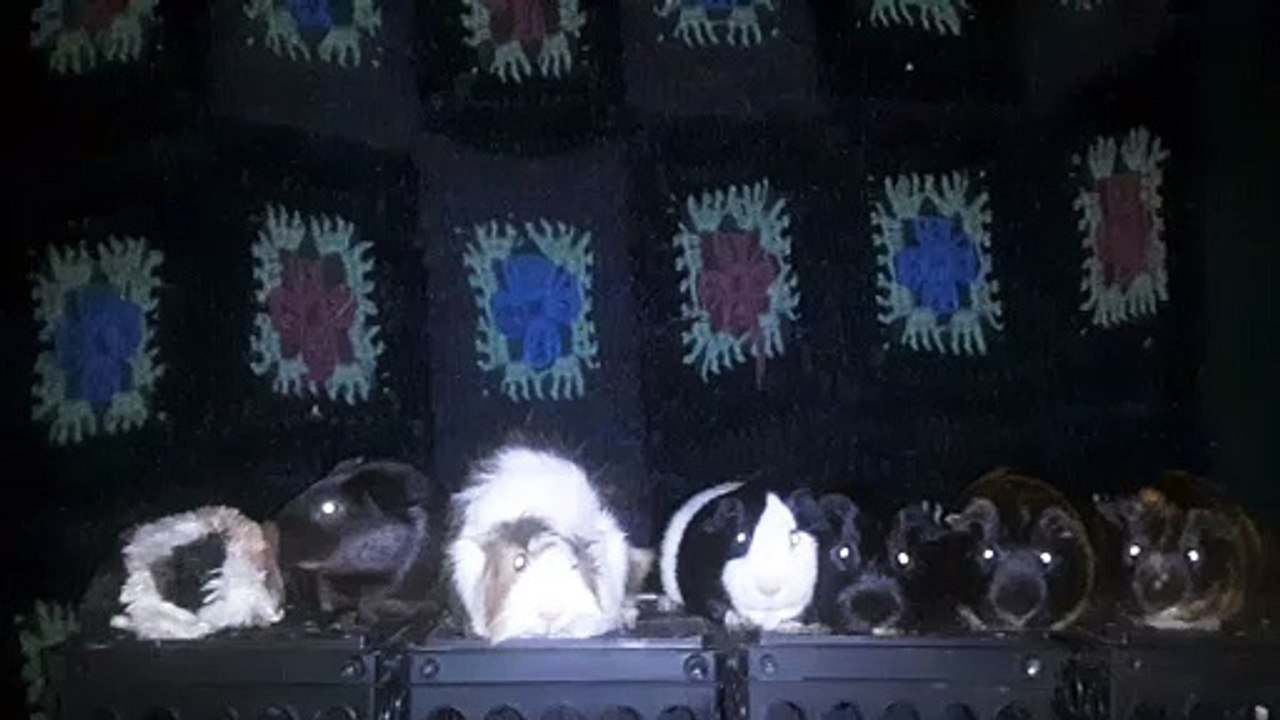 CAVIA PORCELLUS DAVID 20210627_014546