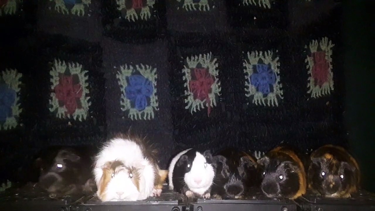 CAVIA PORCELLUS DAVID 20210627_014712