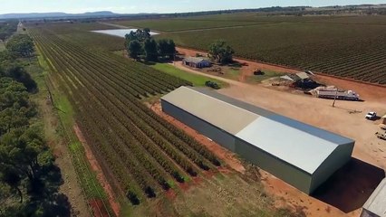 Foleys Corner Vineyard | June 2022 | The Land