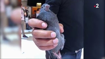 JT de France 2 : Julian Bugier donne des news du pigeon qui s'est incrusté dans son JT
