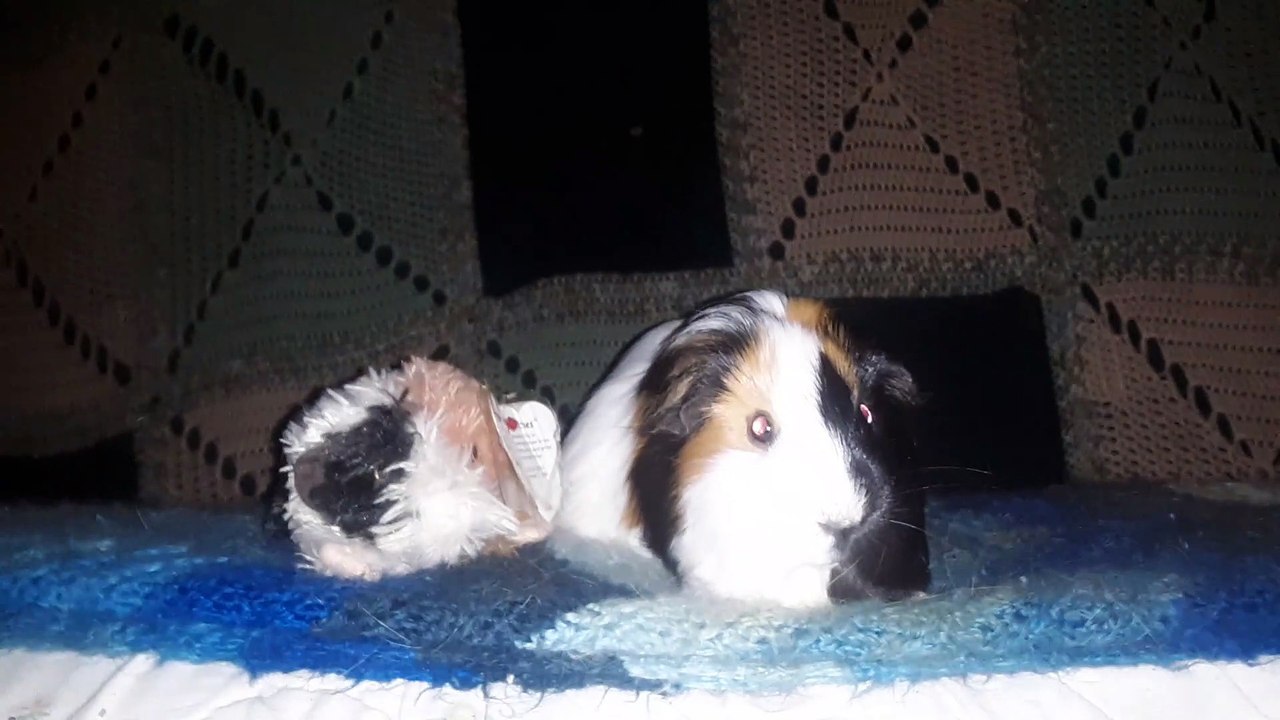 CAVIA PORCELLUS TURMERIC 20210627_030803