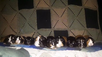 CAVIA PORCELLUS CJ CLOVER PIXIE TURMERIC IRIS PARSLEY PIXIE RJ CLOVER 20210627_033404