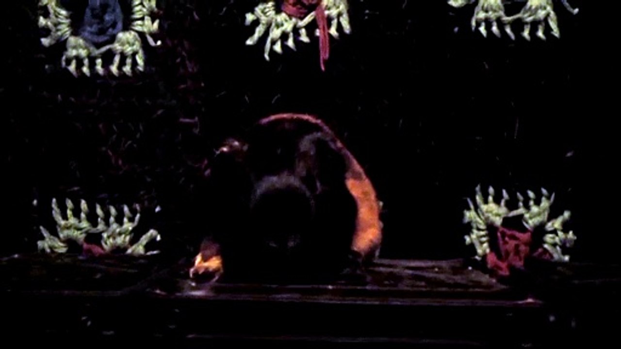 CAVIA PORCELLUS DAVID 102_8613