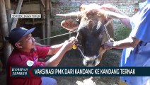 Pemkab Jember Gelar Vaksinasi PMK dari Kandang ke Kandang Ternak