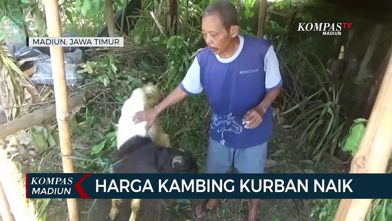 Harga Kambing Naik, Penjual Hewan Kurban Musiman Sepi Pembeli