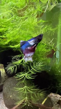 Ikan Cupang Ini Punya Warna Yg Sangat Bagus