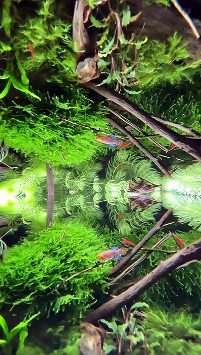 View Aquascape