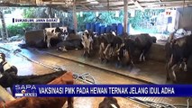 Cegah Merebaknya Wabah PMK Jelang Idul Adha, Ratusan Sapi Bibit & Perah Divaksin PMK!