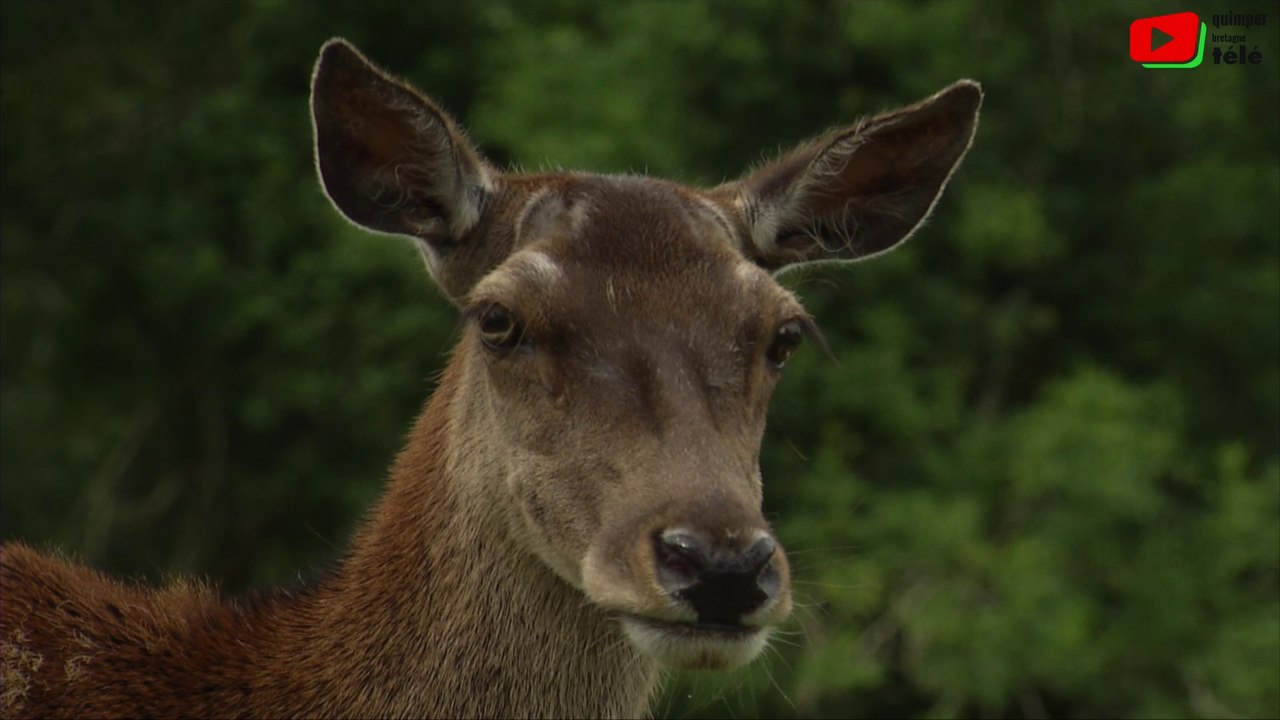 Clohars-Carnoët  |  Le Parc animalier du Quinquis  |  Quimper Bretagne Télé