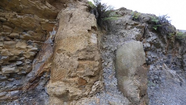 Brésil : des scientifiques découvrent des fossiles d'une forêt de 290 millions d'années