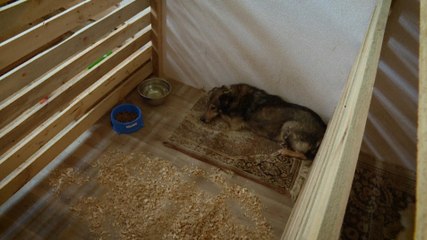 A Kiev, un refuge pour prendre soin des animaux rescapés de la guerre