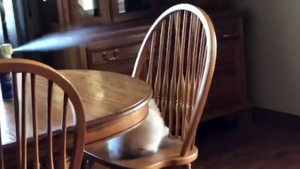 Funny Animals Videos 2022 _ Don_t try to hold back Laughter _ Funny Cats