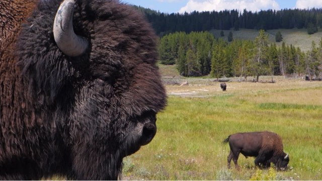 Environnement : à Yellowstone, les bisons prolongent le printemps