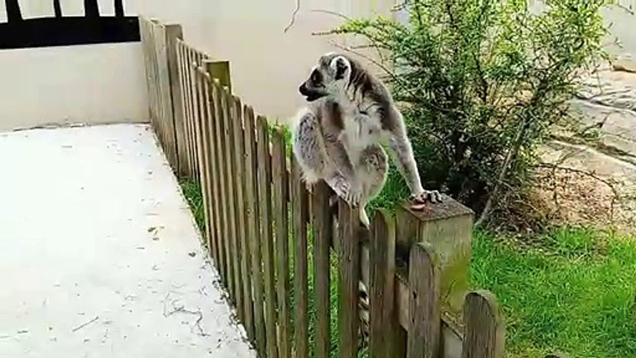 Ring tailed lemur and fox Woodside Wildlife Park Lincoln