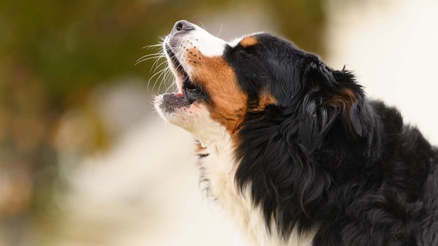 Wann gilt das Bellen von Hunden als Ruhestörung?