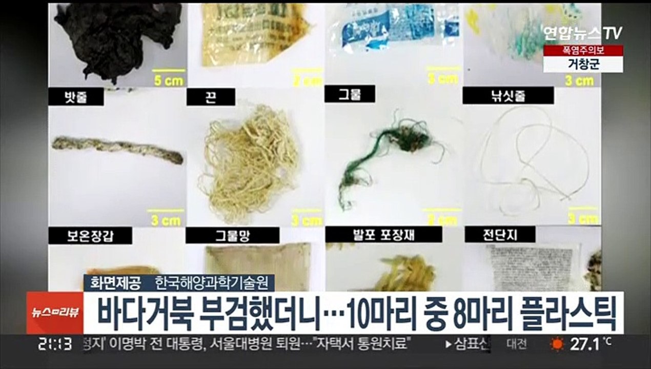 바다거북 34마리 부검해보니…10마리 중 8마리 플라스틱 발견