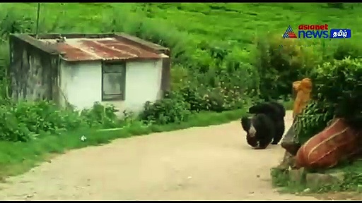 கோத்தகிரி அருகே  இரு குட்டிகளை முதுகில் சுமந்து வந்த கரடி!