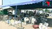 Reportage sur la manifestation reportée de YAW en lien avec l'insécurité auprès des vendeurs de moutons