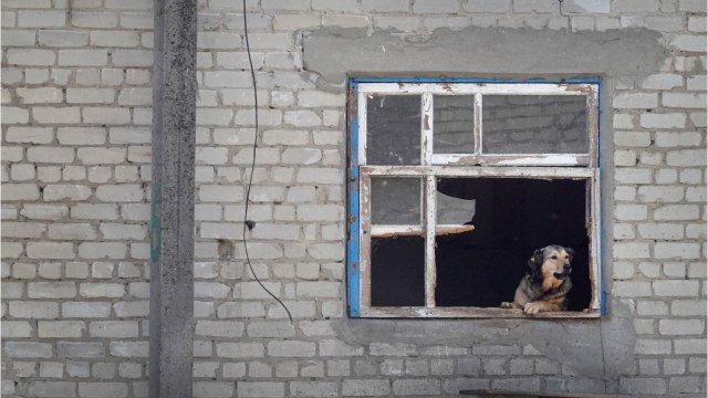 Comment les conflits armés affectent les animaux sauvages et domestiques ?