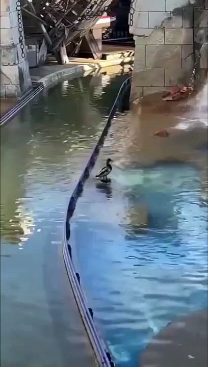 Un canard se fait des sensations fortes