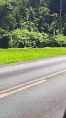 Mamãe Puma e filhotinho são flagrados atravessando rodovia no Paraná