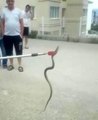 Otomobilin altına giren yılan mahalleliyi korkuttu