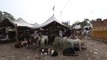 YENİ DELHİ - Hindistan'da kurulan kurban pazarındaki keçiler alıcılarını bekliyor