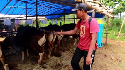 INDEPTH STORY : Pilah Pilih Hewan Kurban (3/3)