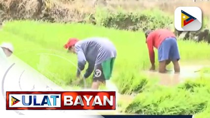 Descargar video: Higit P10-M halaga ng mga pananim sa Juban, Sorsogon, napinsala sa sunod-sunod na pagputok ng Bulkang Bulusan