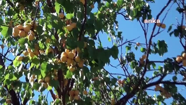 Malatyalı kayısı üreticisi: Ücret nedeniyle işçi bulmakta zorluk çekiyoruz