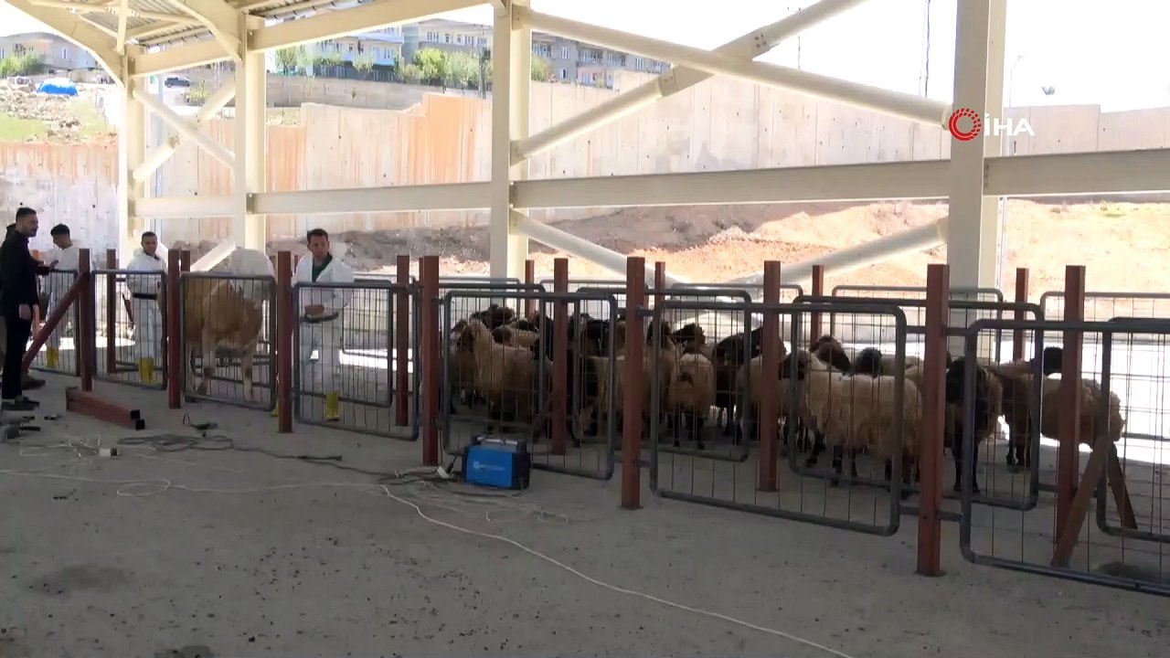 Bayrama sayılı günler kala vatandaşlara hayati uyarı! “Kurban keserken mikrop kapmayın”