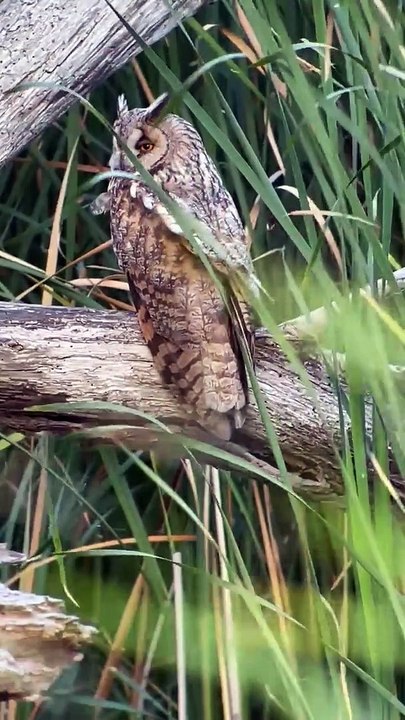 Long-eared owl. All About Birds