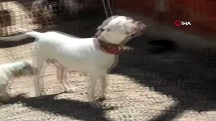 Son dakika haber | Kırşehir'de polisten 'Pitbull' operasyonu