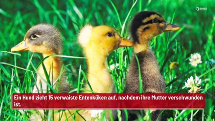 Hund in Essex adoptiert 15 Entenküken