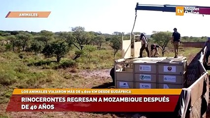Rinocerontes regresan a Mozambique después de 40 años