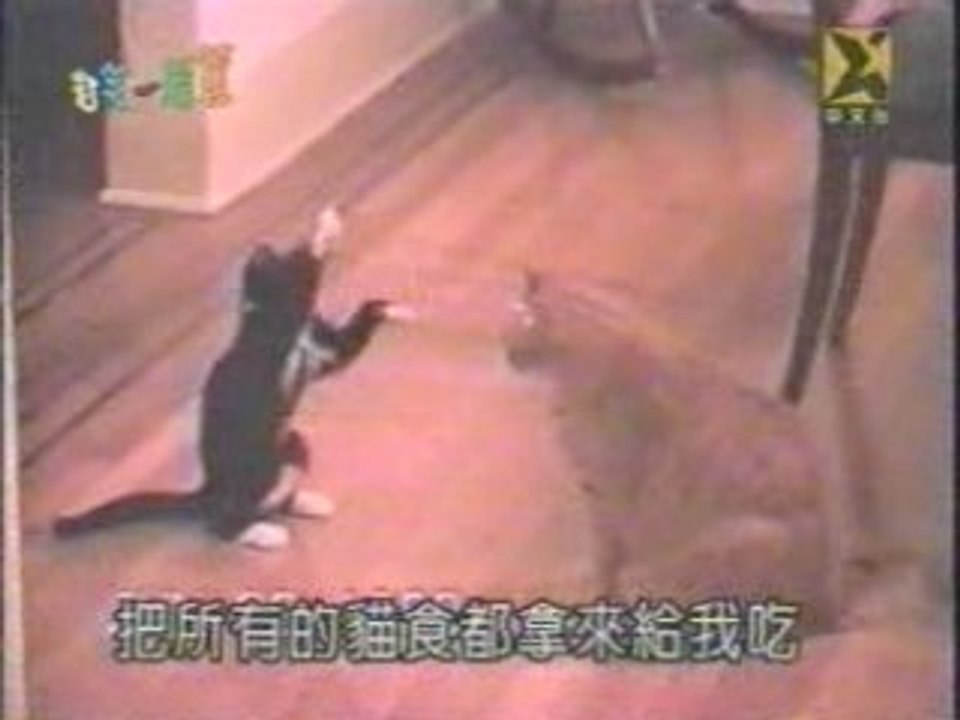 Catfight