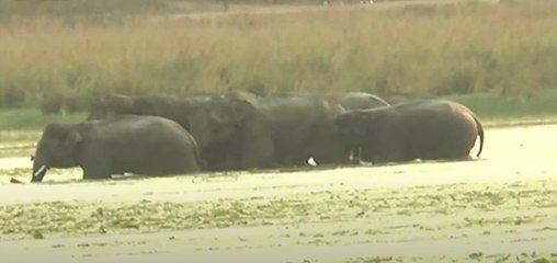 Srikakulam DFO Narentheran : వన్యప్రాణులు కనిపిస్తే వాటిని భయపెట్టకండి | ABP Desam