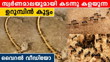 വൈറലായി ഉറുമ്പുകളുടെ സ്വർണ മോഷണം | *Viral