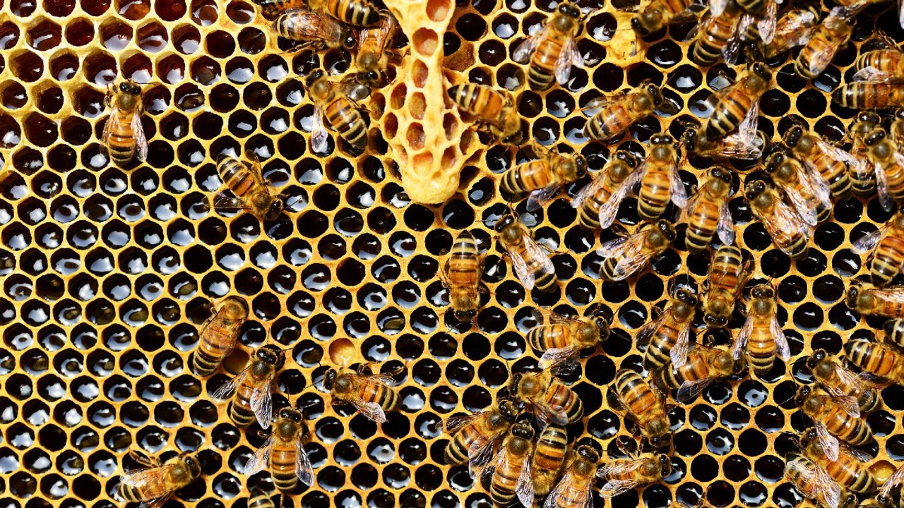 En Israel construyen colmenas robotizadas que vigilan a las abejas 24 horas