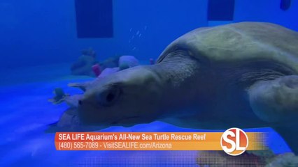 Summer Fun at SEA LIFE Aquarium's all-new Sea Turtle Rescue Reef