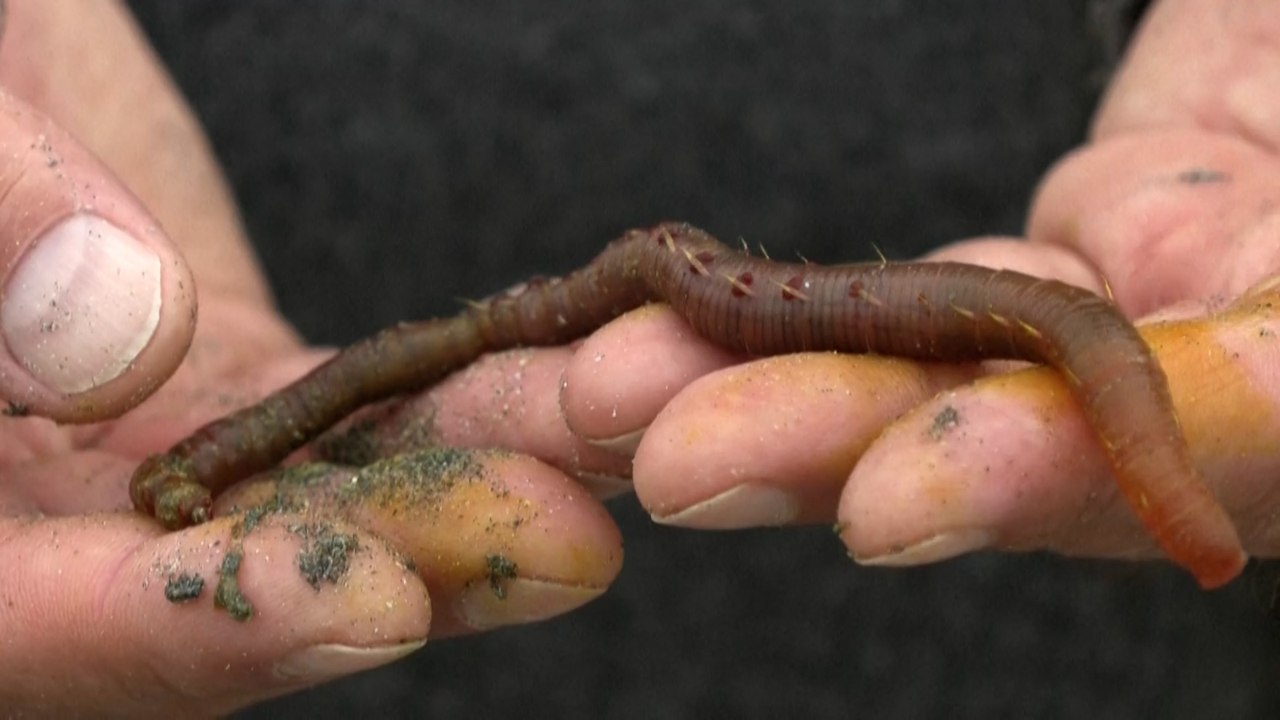 Le sang d’un ver marin testé pour améliorer la conservation des organes destinés aux greffes
