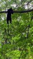 Bear Cub Hanging Around