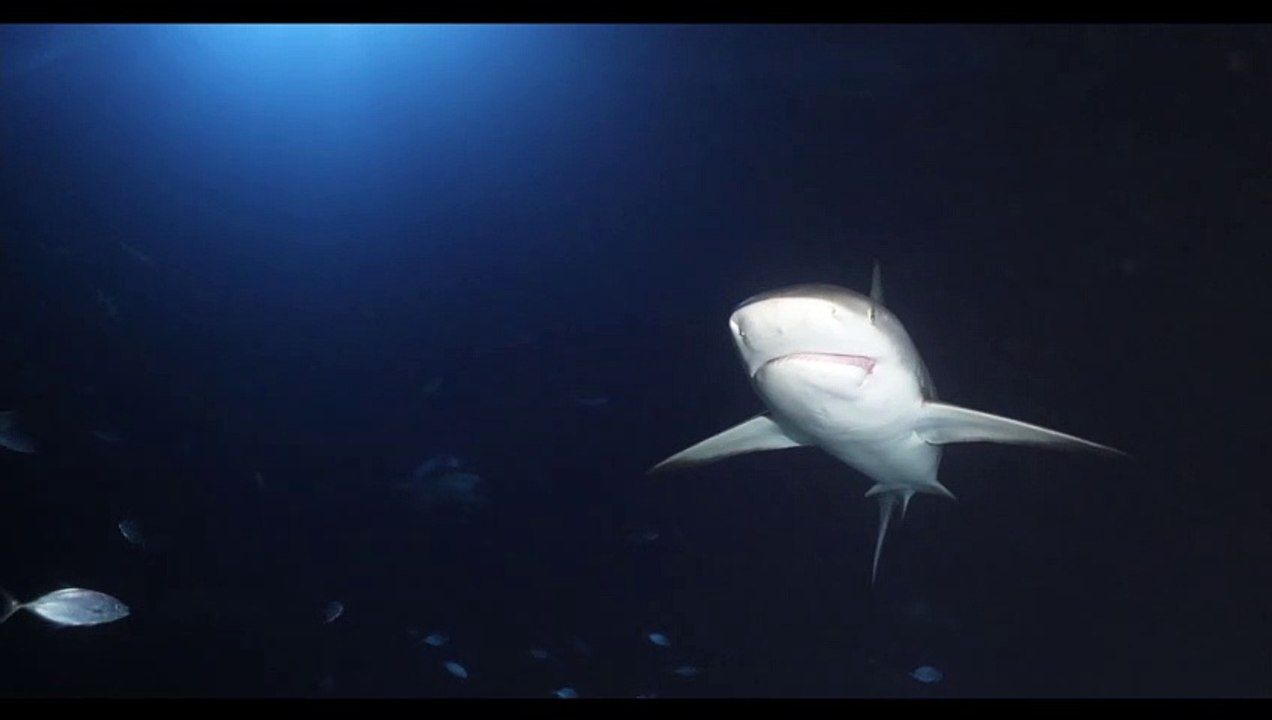 Day and Night Diving with Sharks