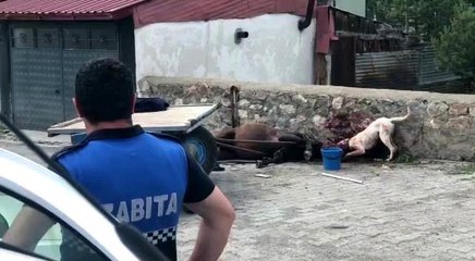 Ardahan'da köpek vahşeti kamerada