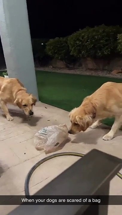 Plastic Bag Spooks Pups
