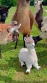 Alpacas Sense Imposter in Their Presence