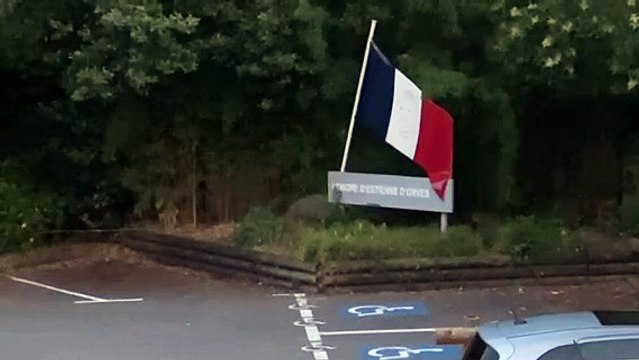 Une laie et ses petits se promène dans un parc en plein centre de Nice