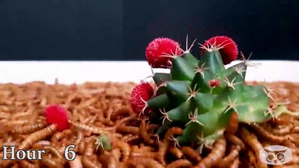 Battle of the Bites: 10,000 Mealworms vs Hot Chili, Cactus & Chicken Feet 🌶️