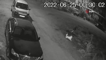 Son dakika haber! Uyuyan köpeği ezdi, arkasına bile bakmadı...O anlar kamerada